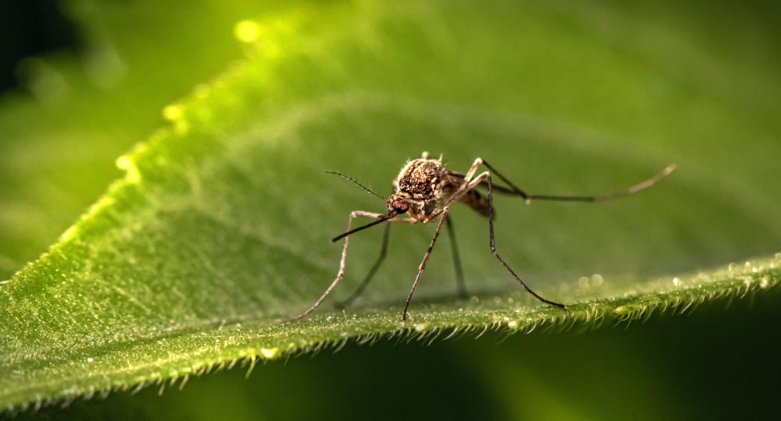 SALUD NOTICIAS BLOG MEDICAMENTOS MOSQUITOS